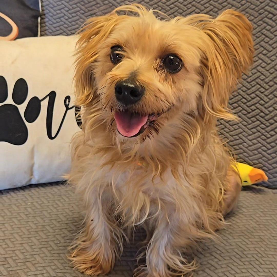 Enlarge Sigma, a Adoptable mixed breed in Normal, IL image 3/4