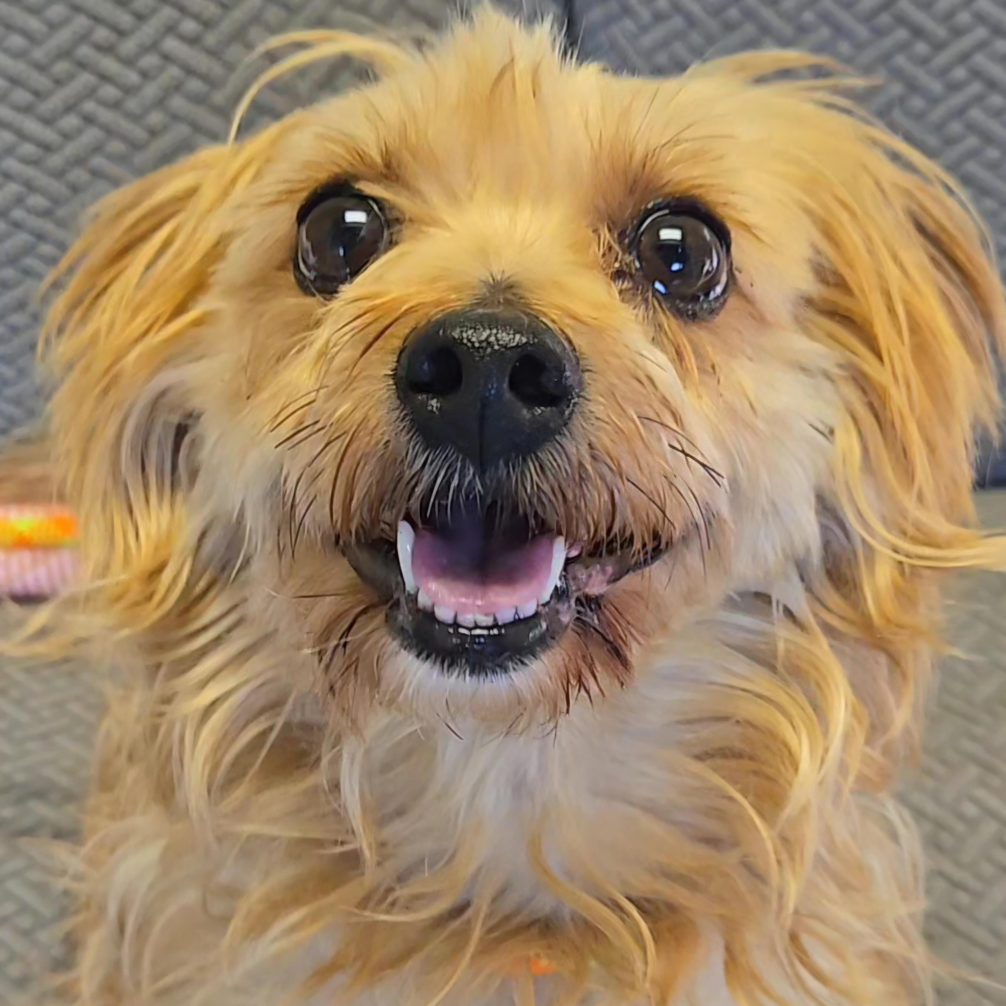 Sigma, Adoptable, Adult Male Yorkshire Terrier.