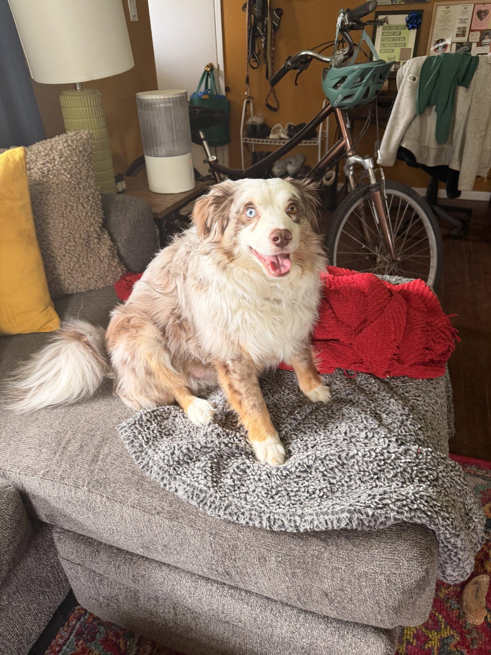 Teddy, Adoptable, Adult Male Australian Shepherd.