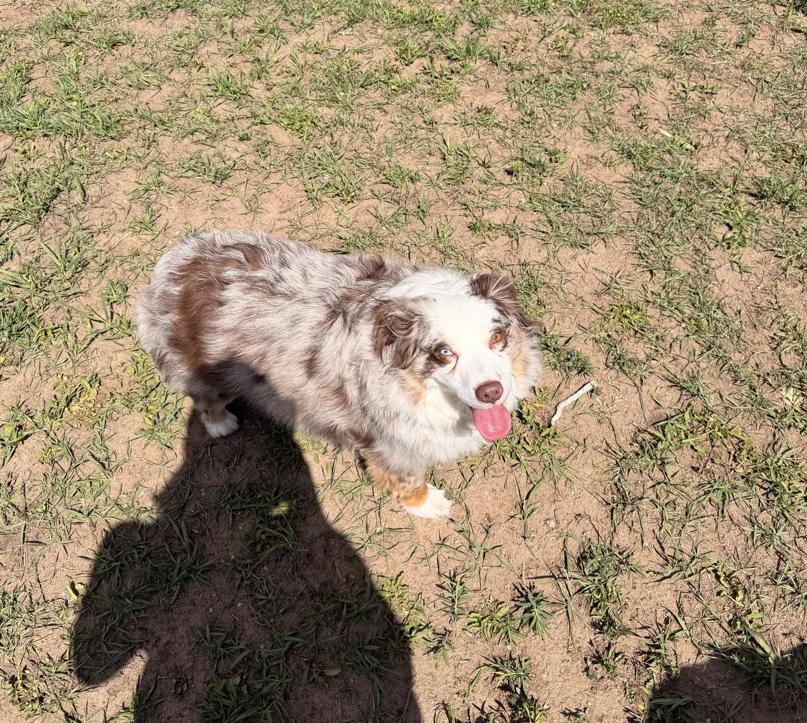 Teddy, a Adoptable Australian Shepherd in Fort Collins, CO image 2/3