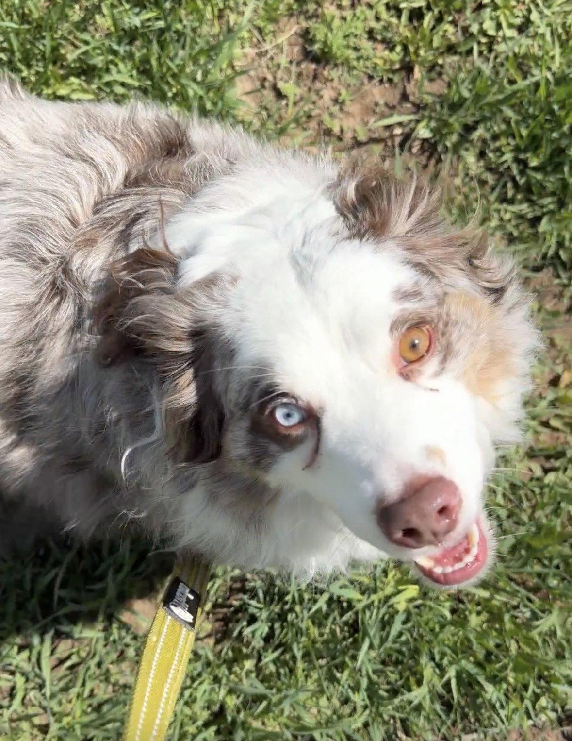 Teddy, a Adoptable Australian Shepherd in Fort Collins, CO image 3/3