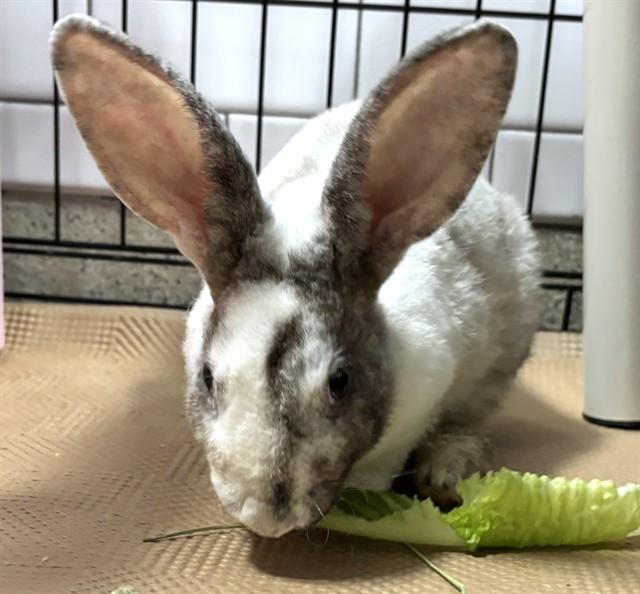 SWEET TART, Adoptable, Young Female Mini Rex.