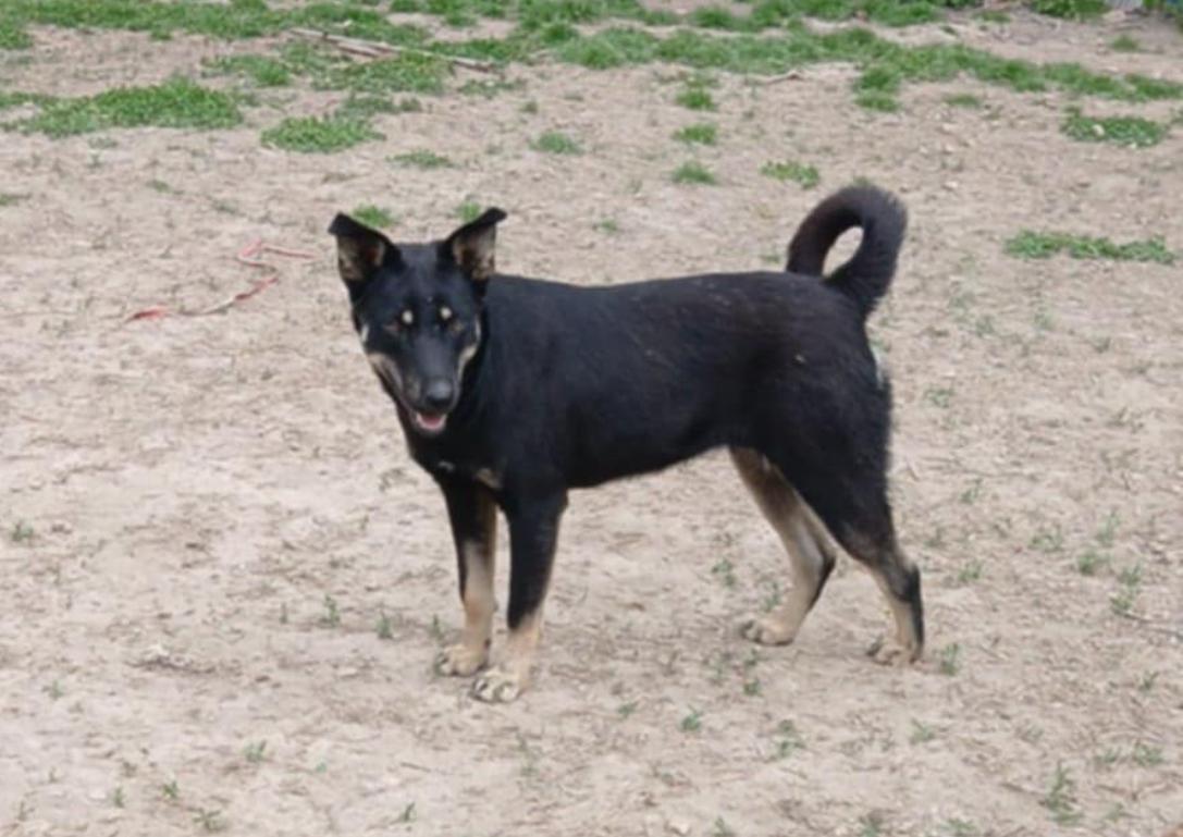 Enlarge Sheina, a Adoptable mixed breed in East Dundee , IL image 1/1