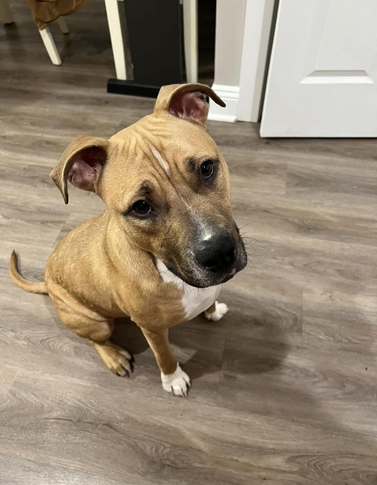 Enlarge Pumo, a ADOPTABLE mixed breed in Kutztown, PA image 1/2