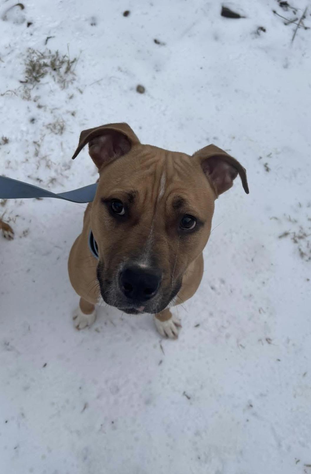 Enlarge Pumo, a ADOPTABLE mixed breed in Kutztown, PA image 2/2
