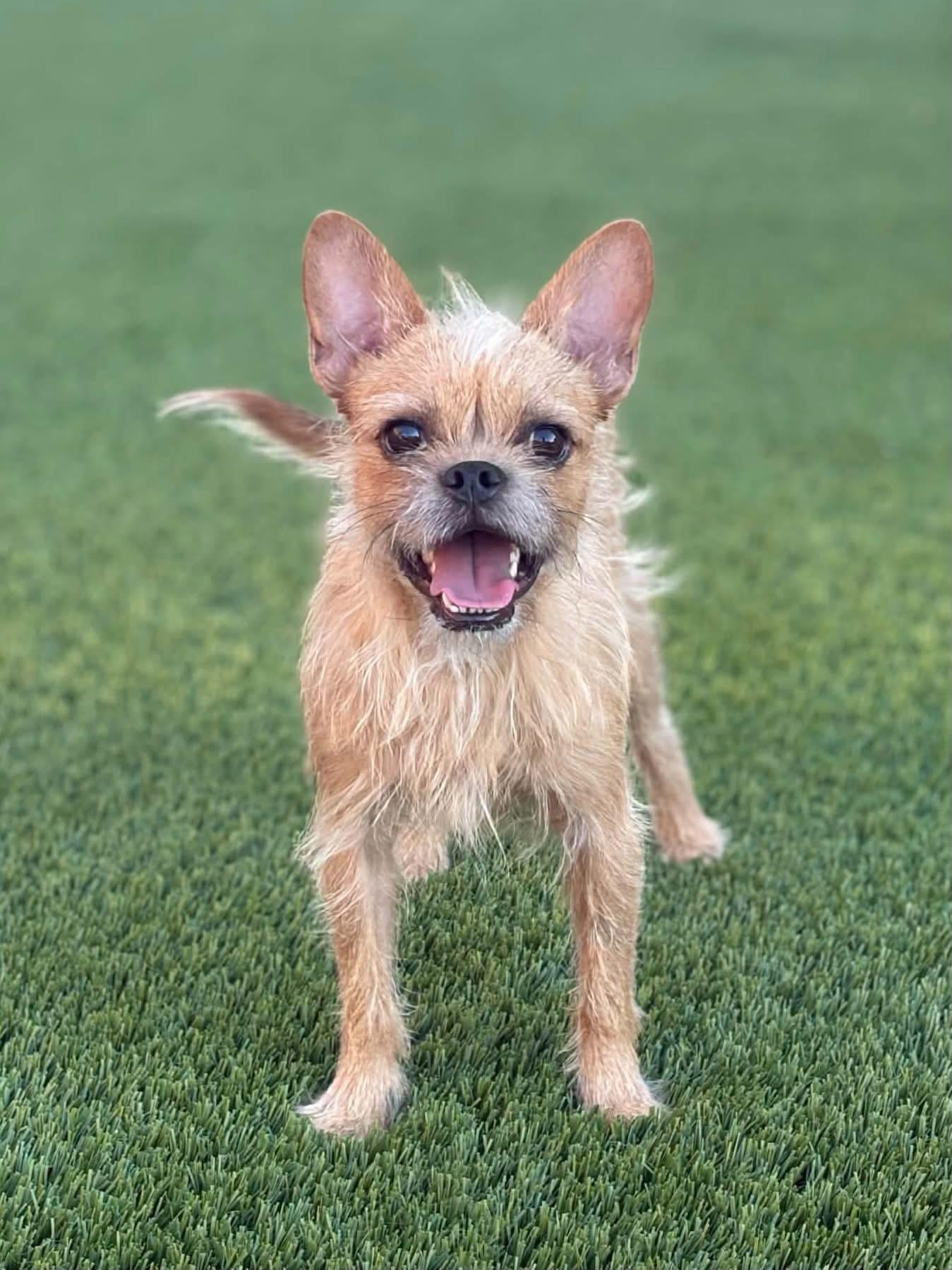 Crumpet, Adoptable, Adult Male Brussels Griffon.