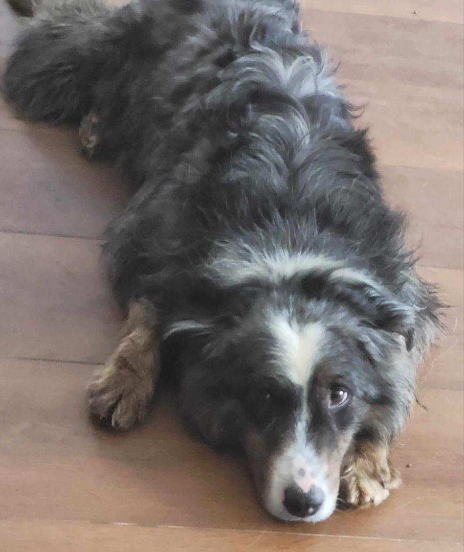 Enlarge Asia, a ADOPTABLE Australian Shepherd in Clarksburg, MD image 2/6