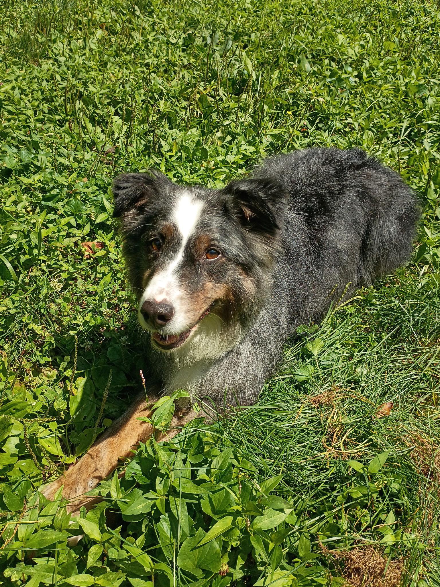 Enlarge Asia, a ADOPTABLE Australian Shepherd in Clarksburg, MD image 4/6