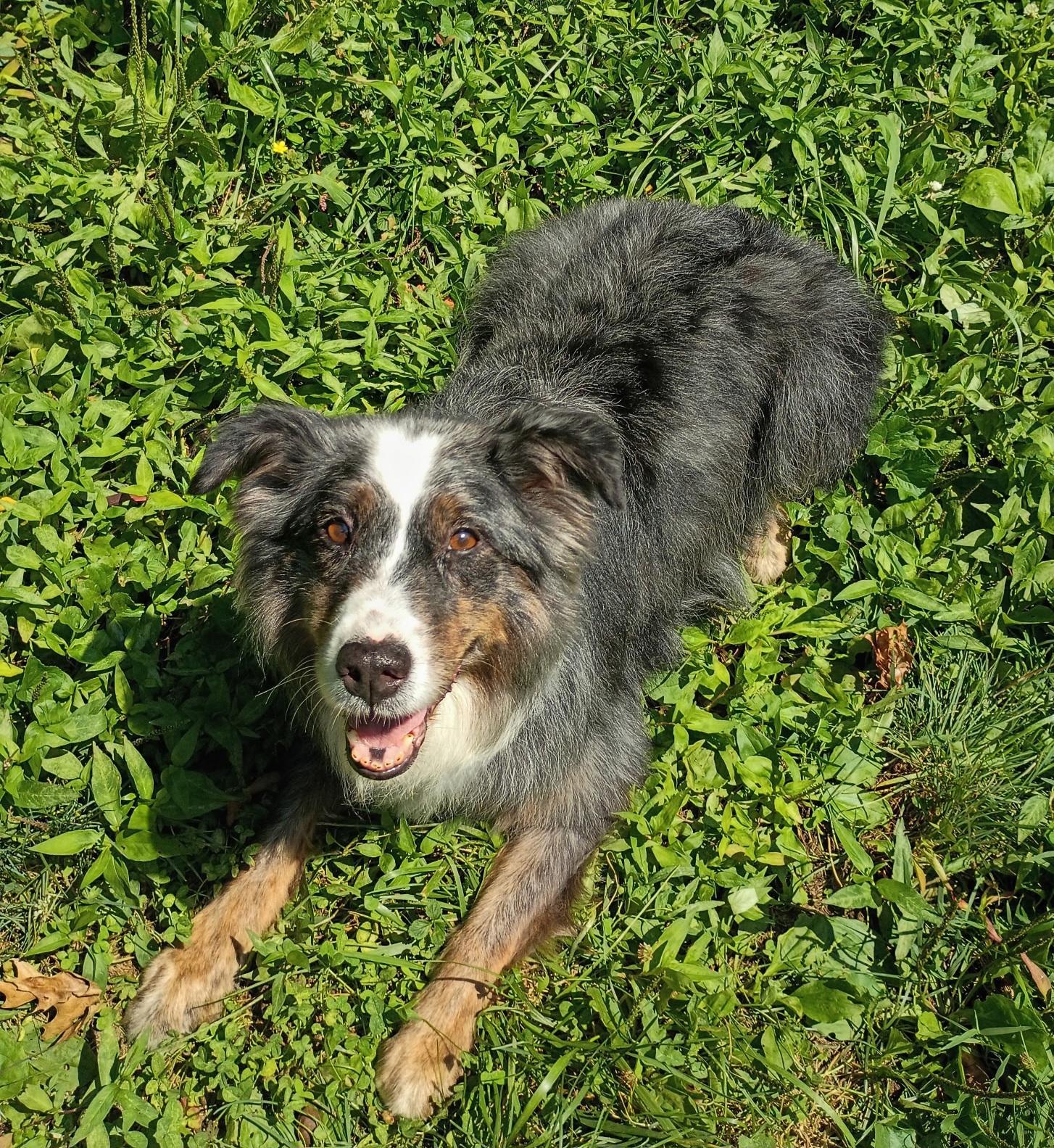 Enlarge Asia, a ADOPTABLE Australian Shepherd in Clarksburg, MD image 3/6