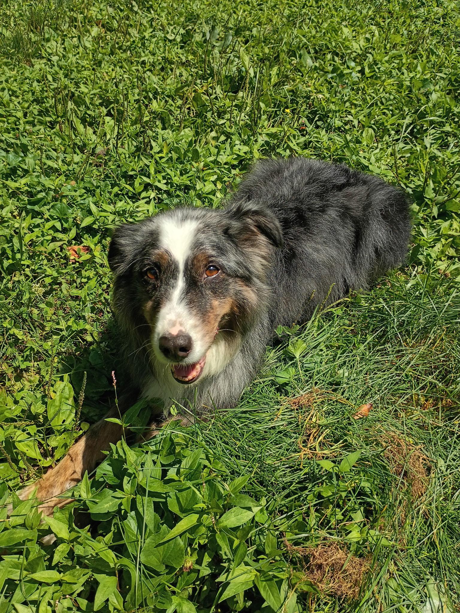 Enlarge Asia, a ADOPTABLE Australian Shepherd in Clarksburg, MD image 6/6