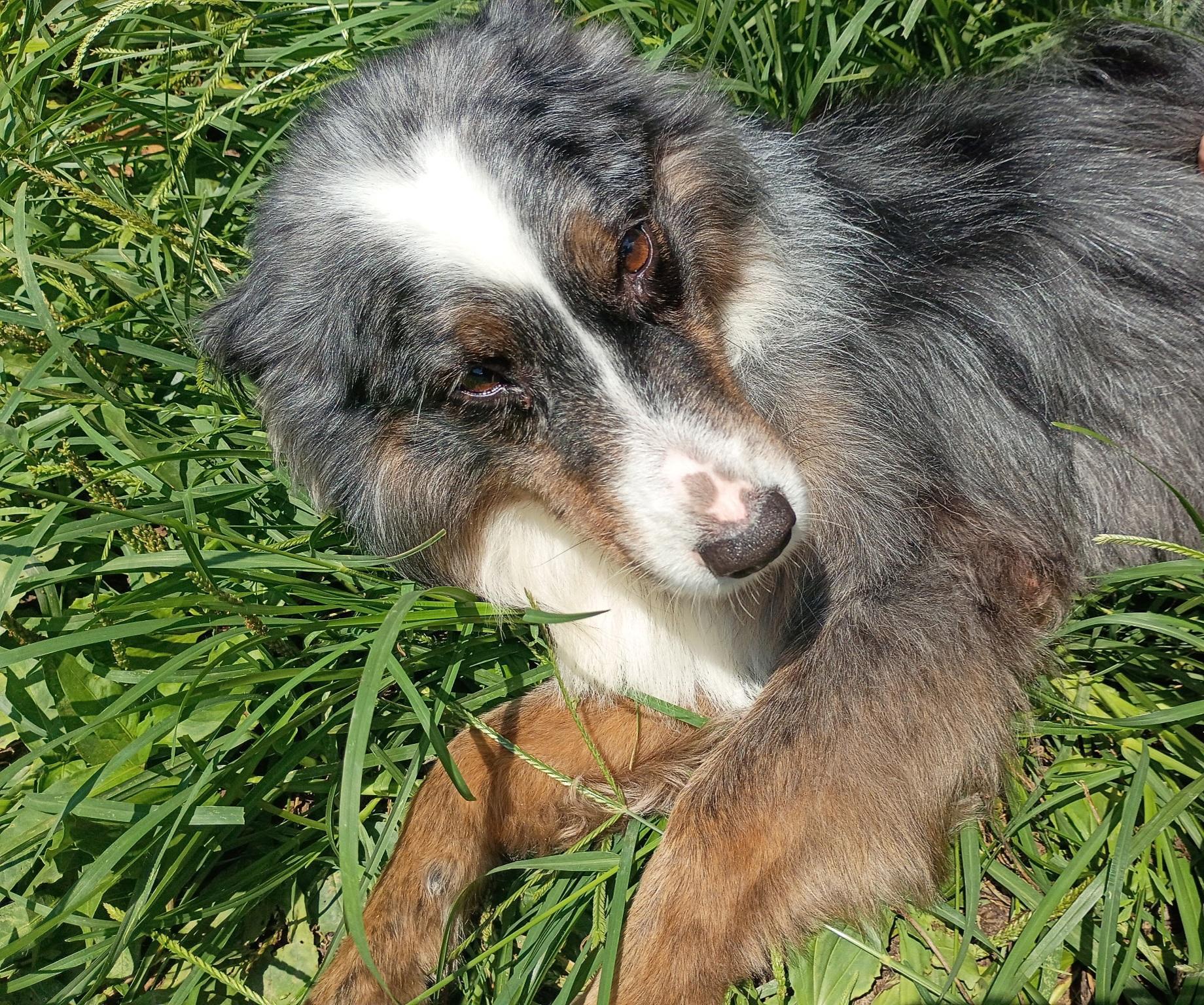 Asia, ADOPTABLE, Adult Female Australian Shepherd.