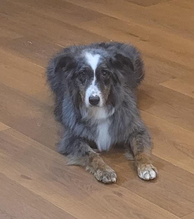 Enlarge Asia, a ADOPTABLE Australian Shepherd in Clarksburg, MD image 5/6