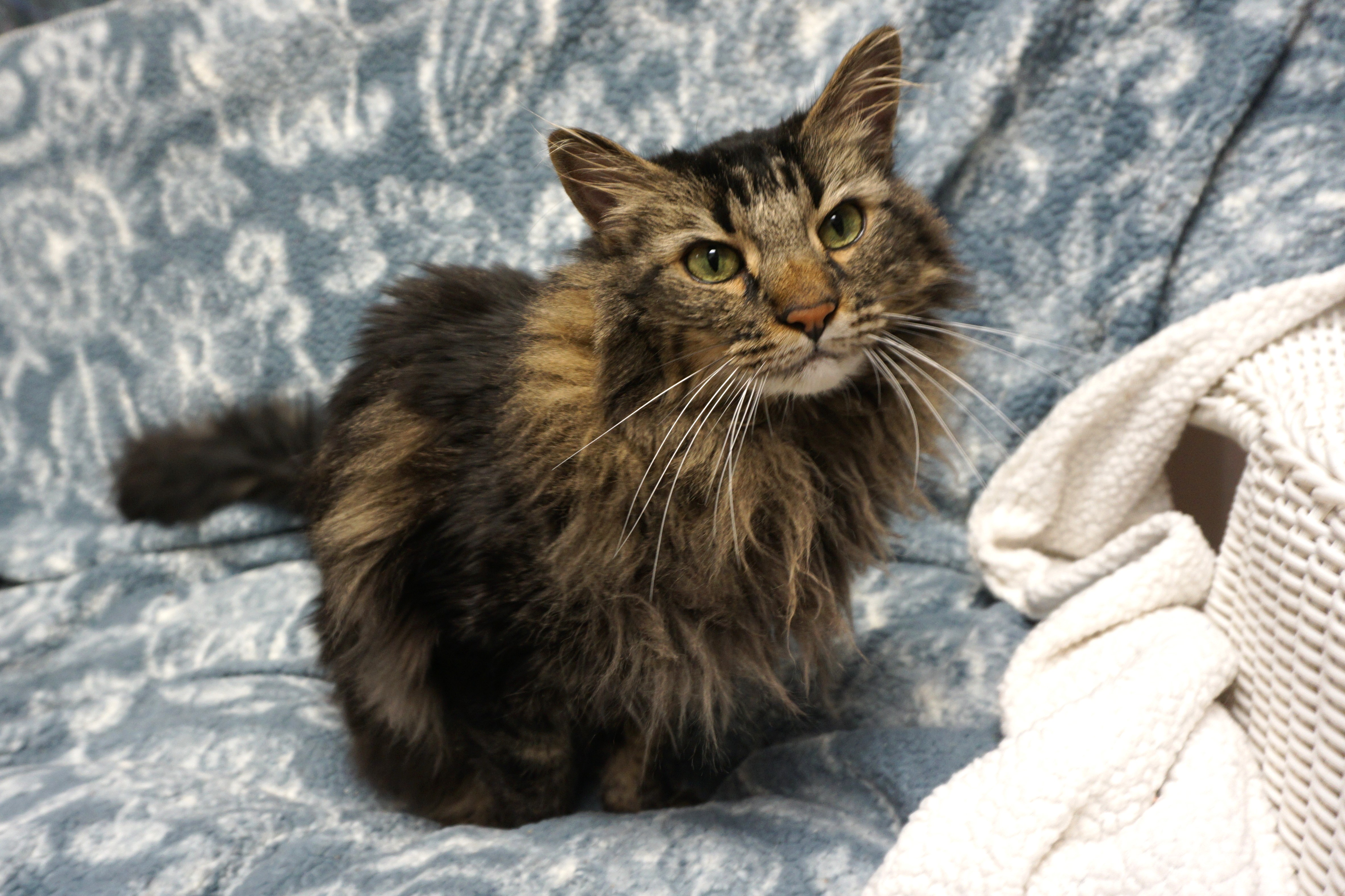 Cat for adoption Thumper, a Domestic Long Hair in Fountain Hills, AZ