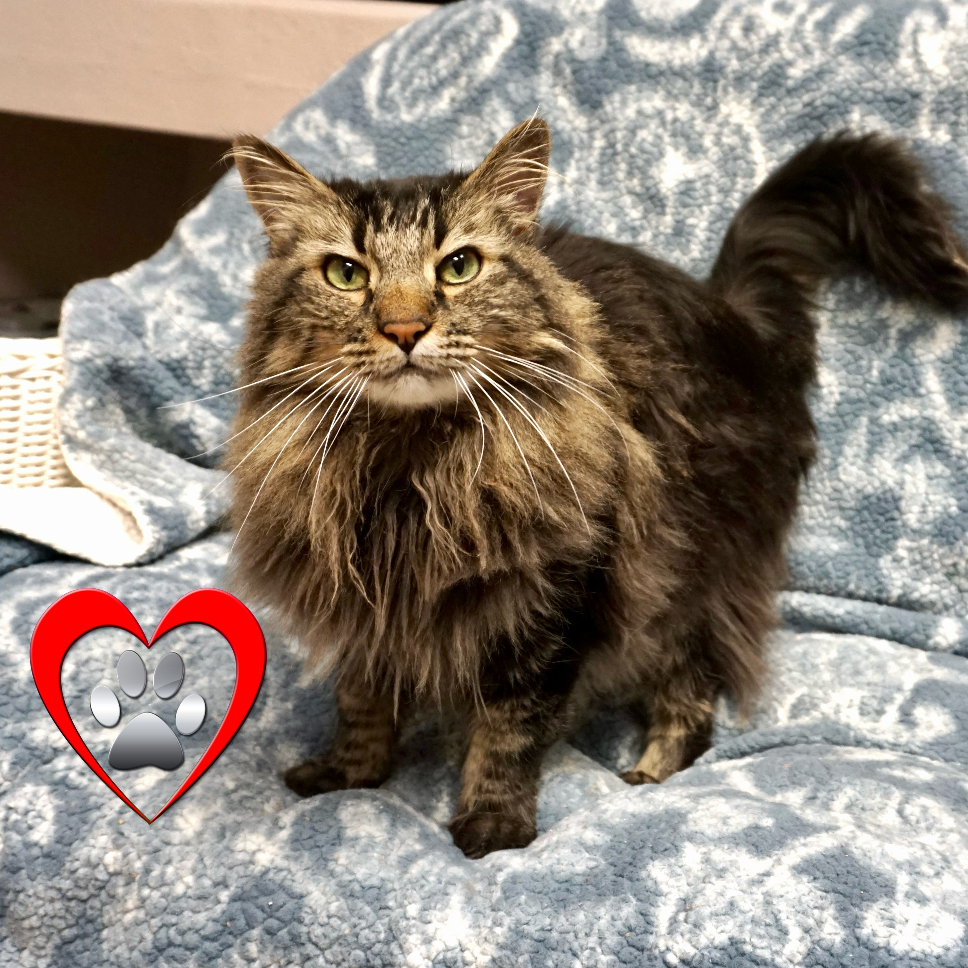 Cat for adoption Thumper, a Domestic Long Hair in Fountain Hills, AZ