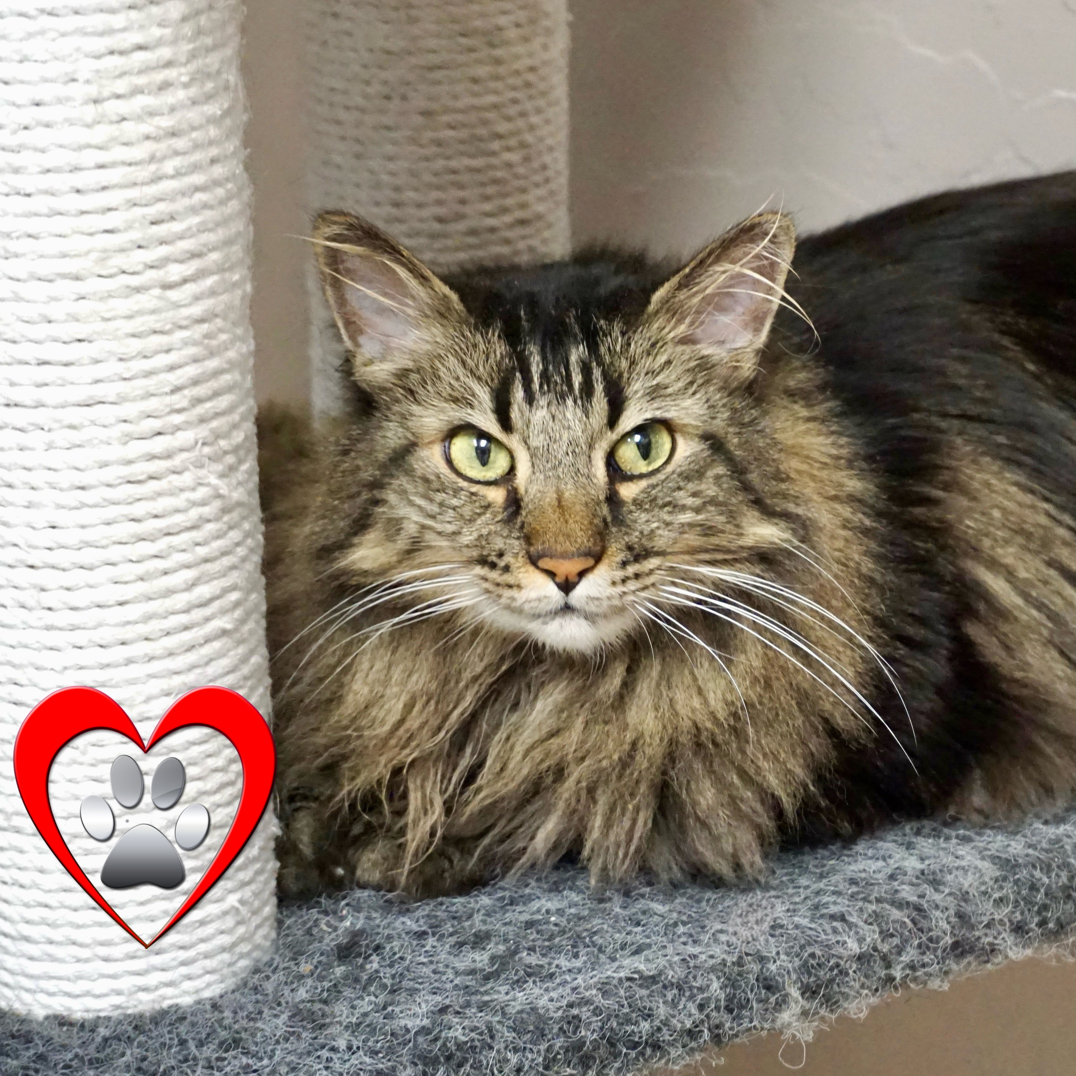Cat for adoption Thumper, a Domestic Long Hair in Fountain Hills, AZ