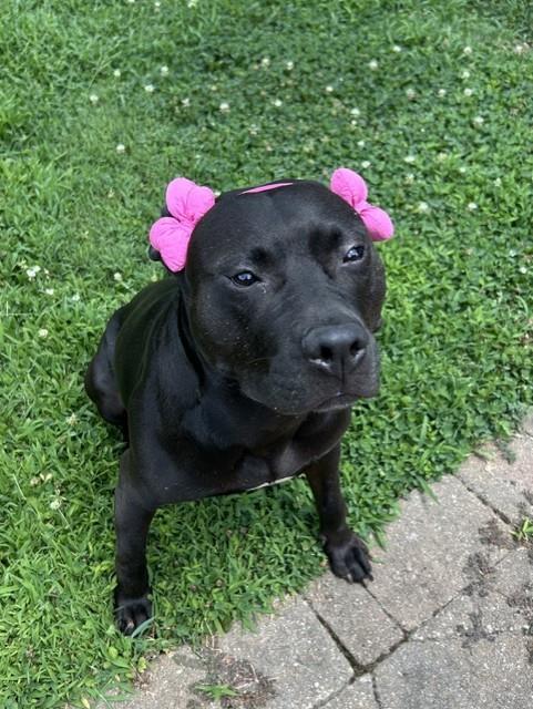LUISA, Adoptable, Adult Female Pit Bull Terrier.