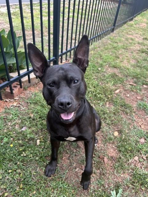 LUISA, Adoptable, Young Female Pit Bull Terrier.