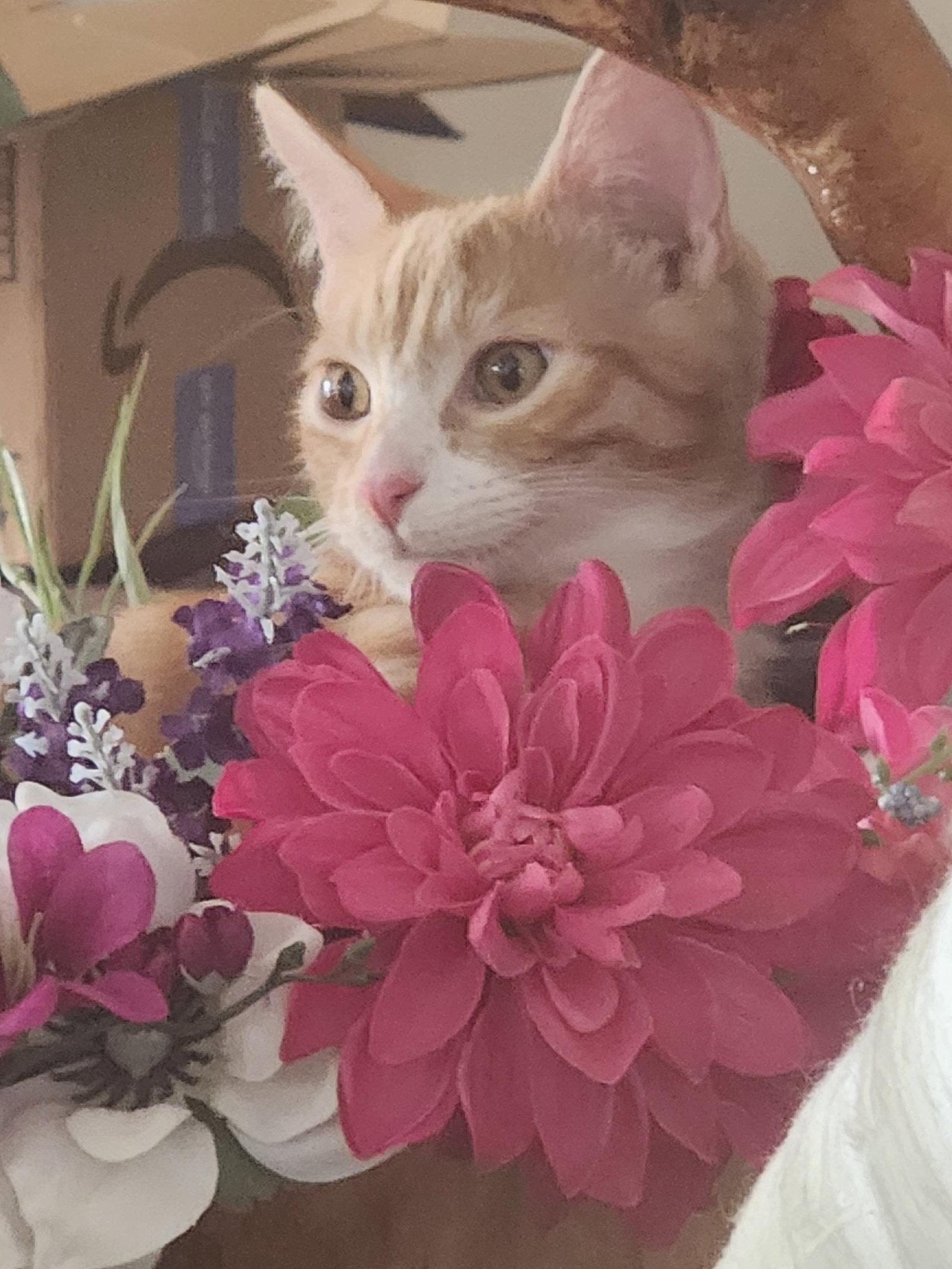 Carrot, Adoptable, Young Male Domestic Short Hair & Tabby.