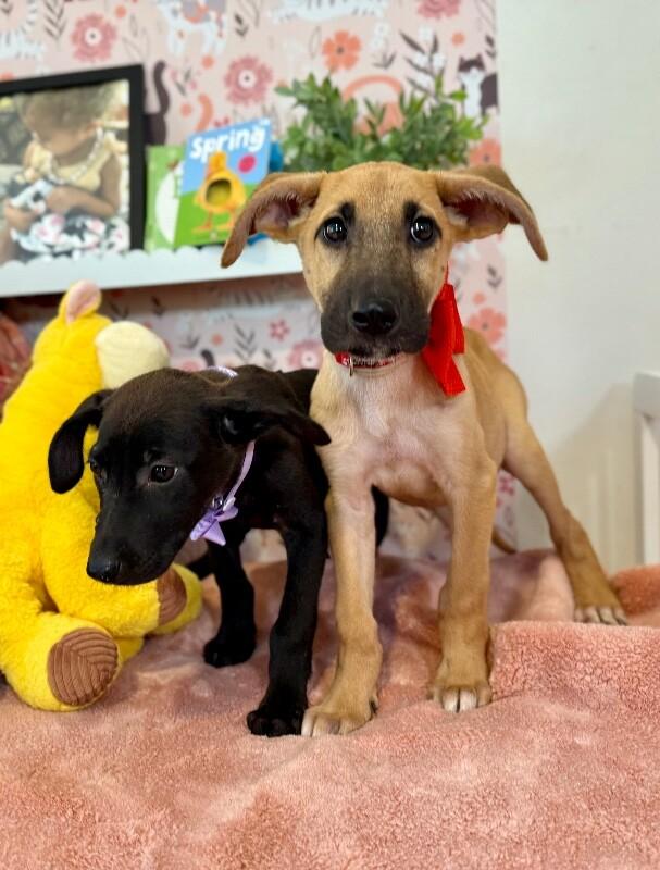 Milky Way Candy Bar 2