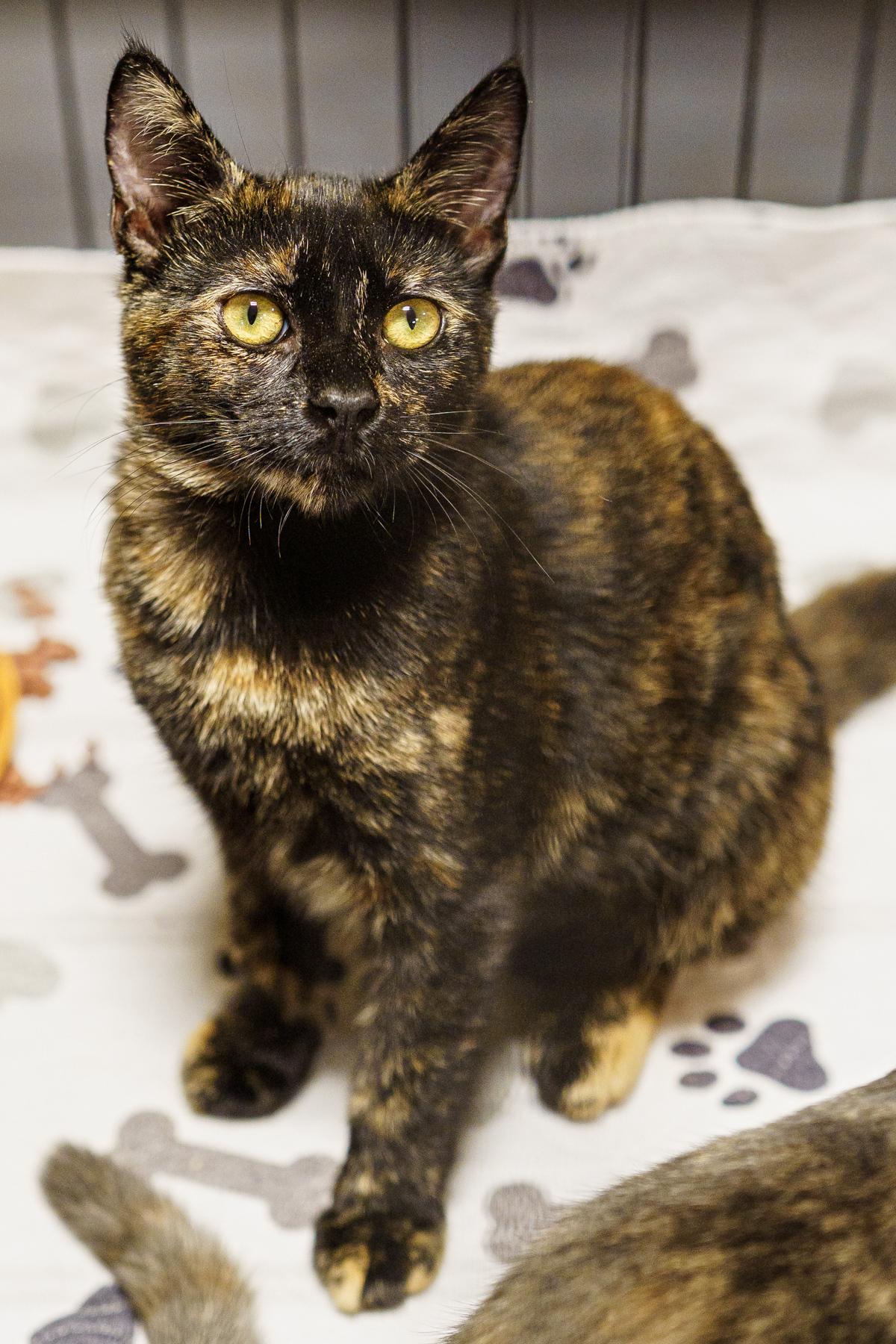 Parsley, an adoptable Tortoiseshell in LAMPASAS, TX, 76550 | Photo Image 3