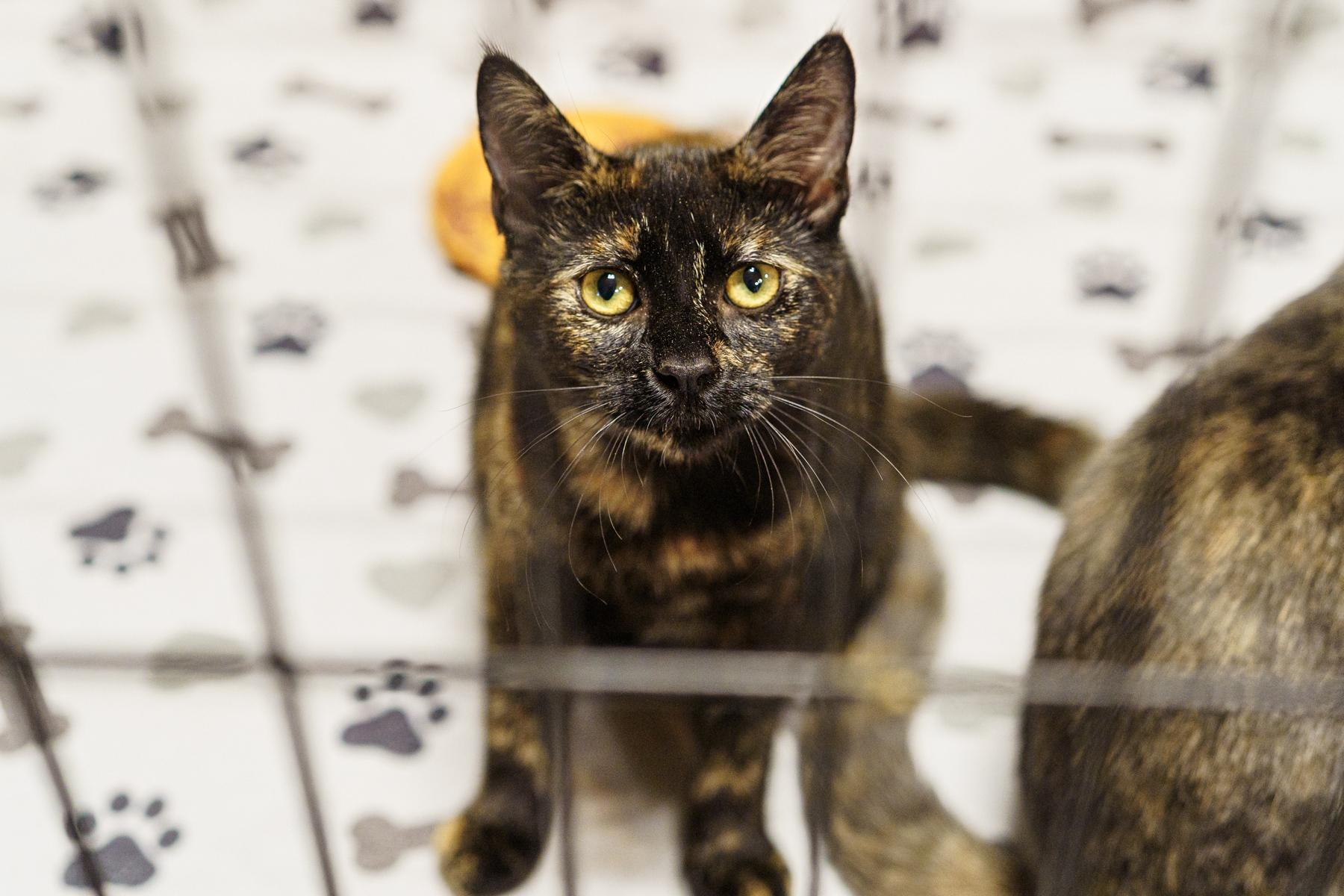 Parsley, an adoptable Tortoiseshell in LAMPASAS, TX, 76550 | Photo Image 6