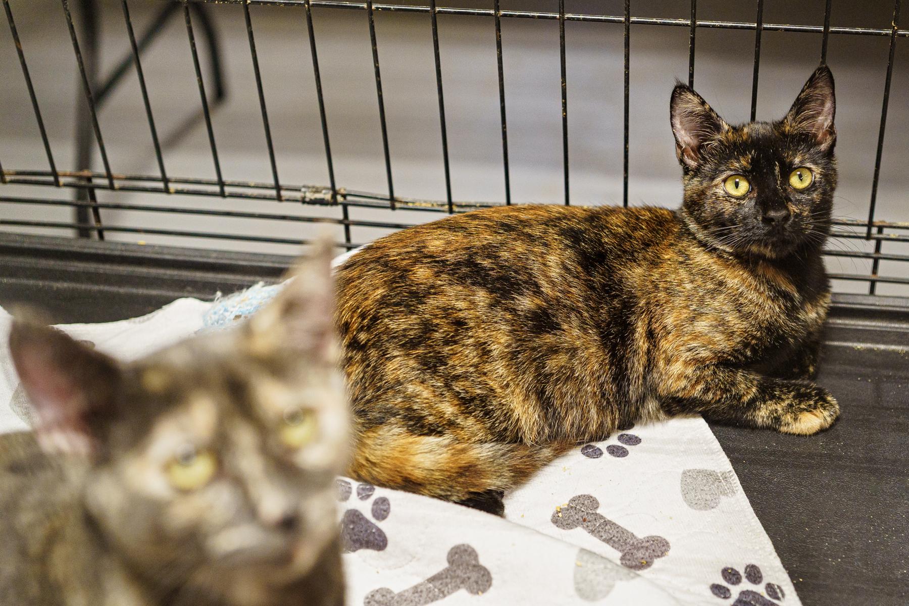 Parsley, an adoptable Tortoiseshell in LAMPASAS, TX, 76550 | Photo Image 1