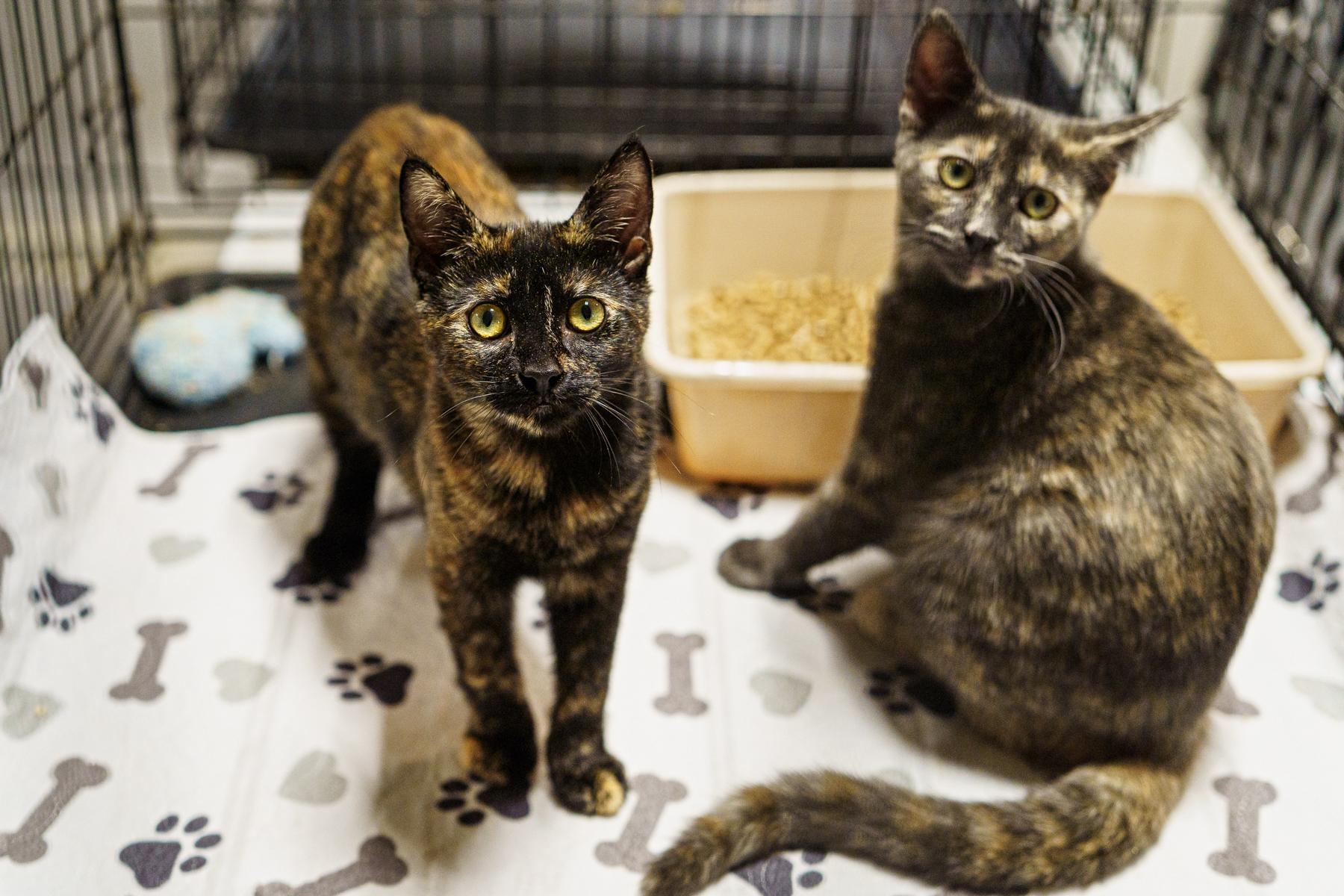Parsley, an adoptable Tortoiseshell in LAMPASAS, TX, 76550 | Photo Image 4