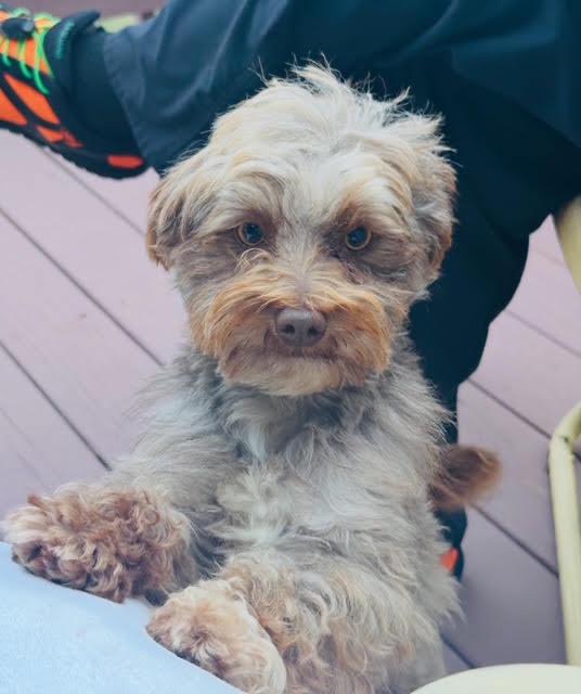 Lil Rip, Adoptable, Adult Male Yorkshire Terrier.