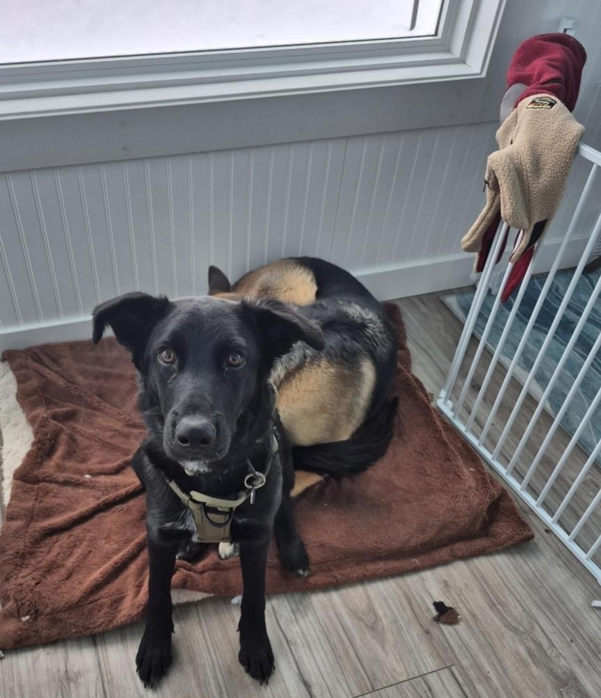 Sawyer II, Adoptable, Puppy Male German Shepherd Dog.