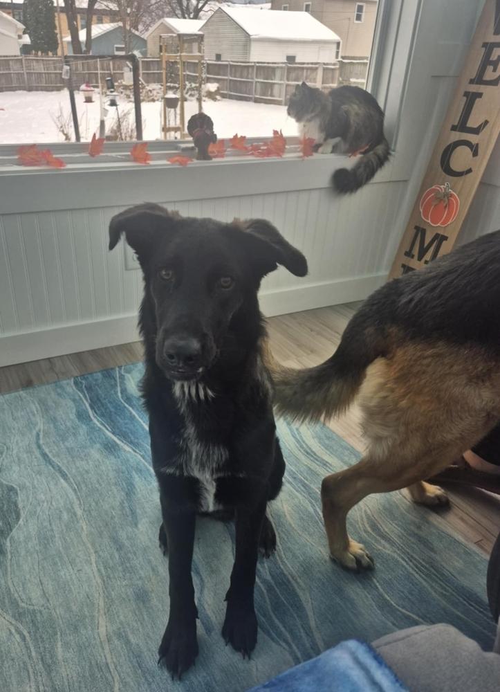 Enlarge Sawyer II, a Adoptable mixed breed in Fredonia, WI image 3/4