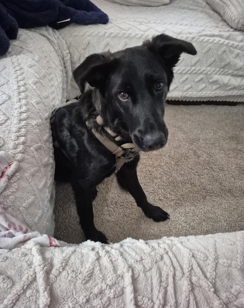 Enlarge Sawyer II, a Adoptable mixed breed in Fredonia, WI image 4/4