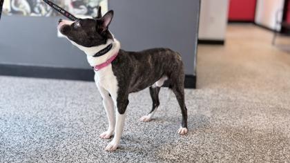 Danni — thumbnail 2