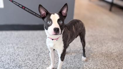 Danni — thumbnail 3