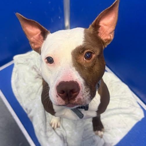 26-00987 JODY, adopted, Adult Male Pit Bull Terrier.