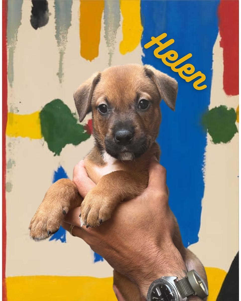 Helen Frankenthaler, adopted, Puppy Female Mixed Breed.