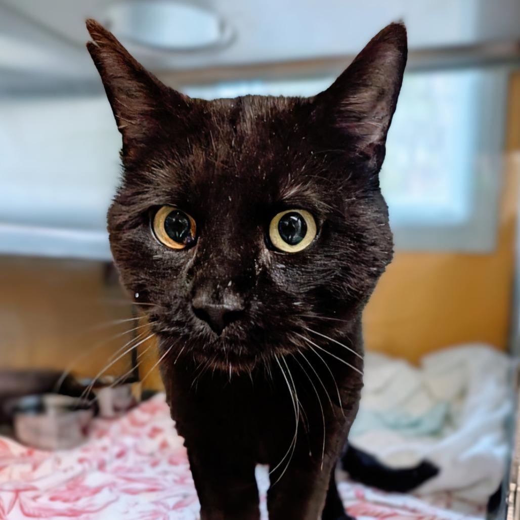 Peppy, Adoptable, Senior Male Domestic Short Hair.