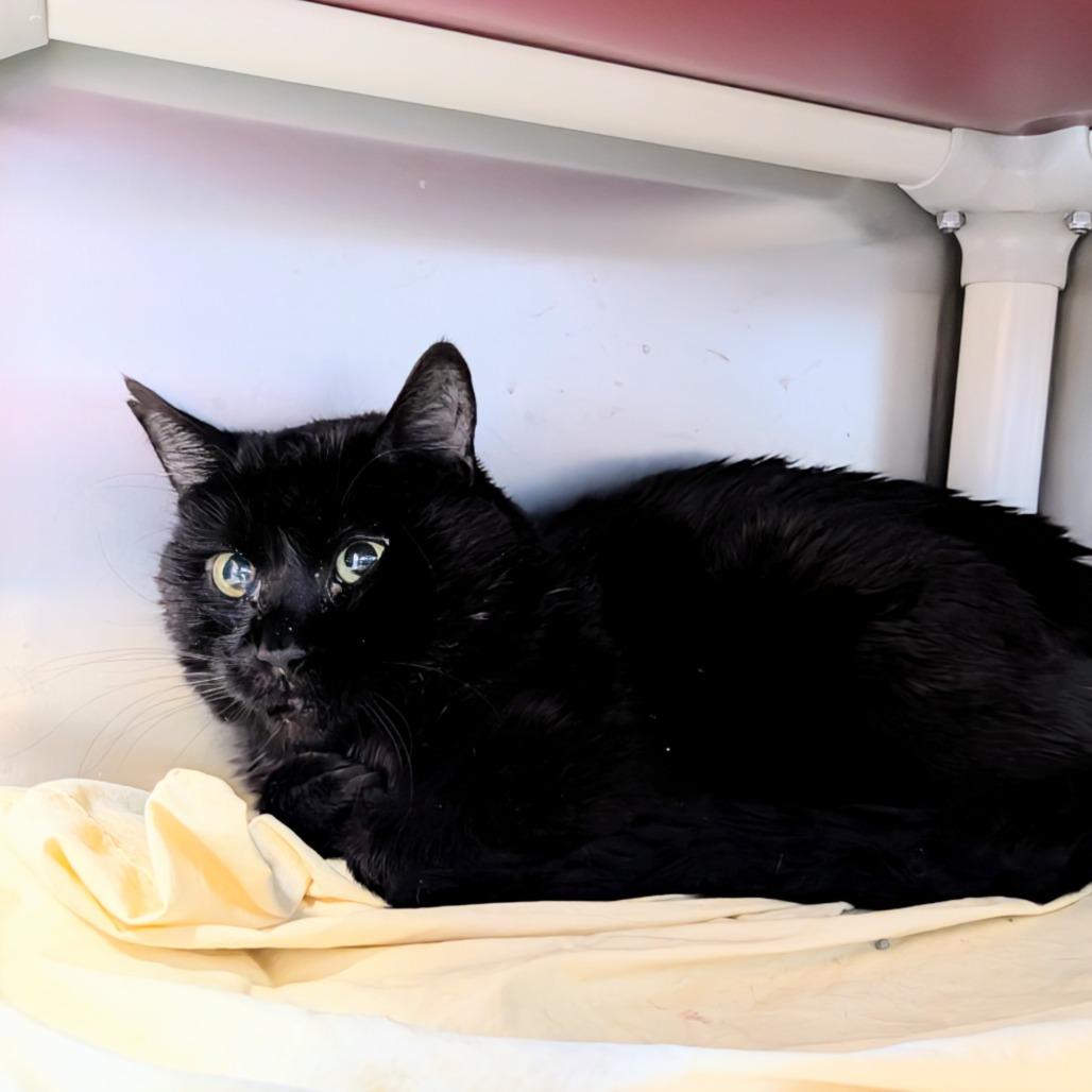 Enlarge Peppy, a Adoptable Domestic Short Hair in Huntsville, AR image 2/6