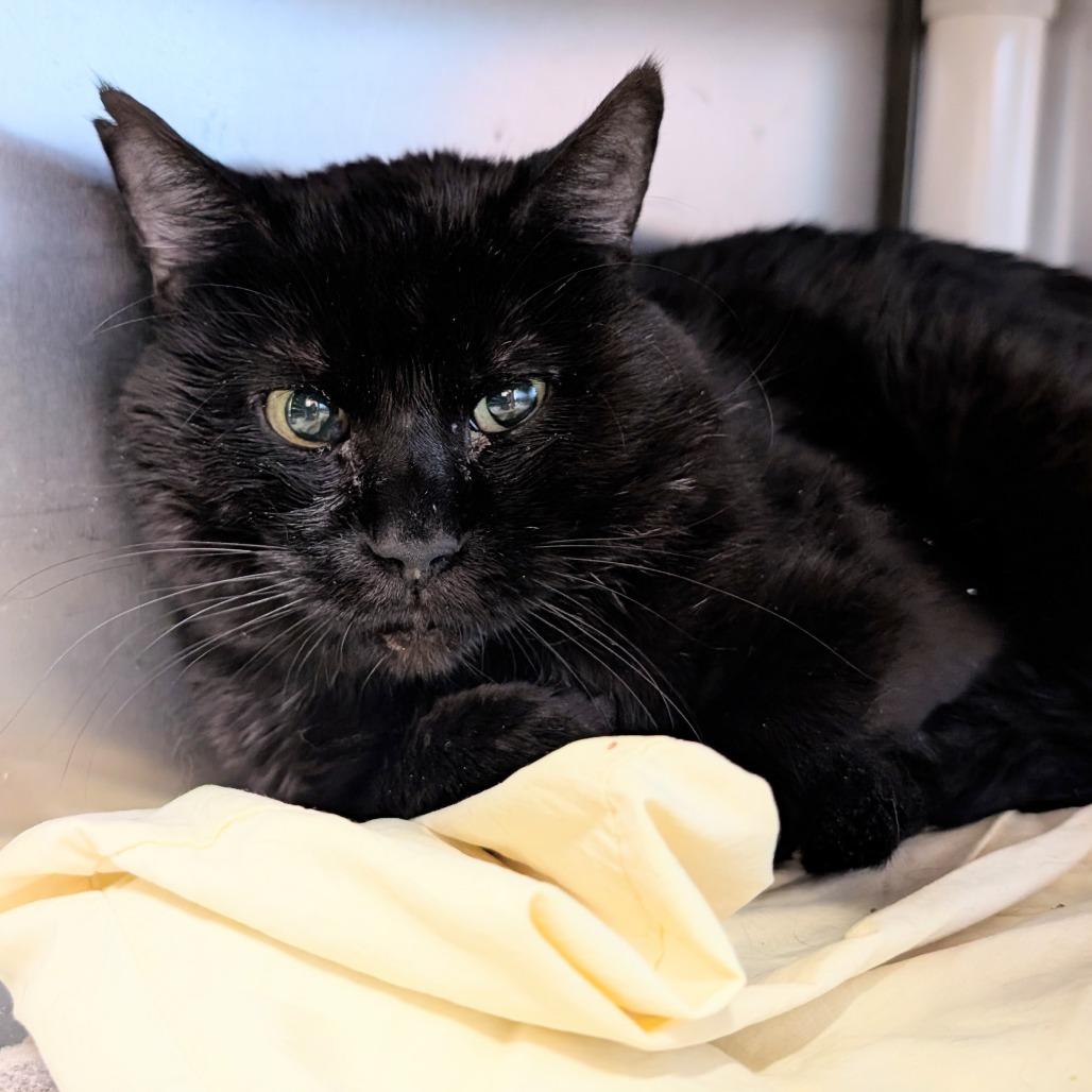 Enlarge Peppy, a Adoptable Domestic Short Hair in Huntsville, AR image 3/6