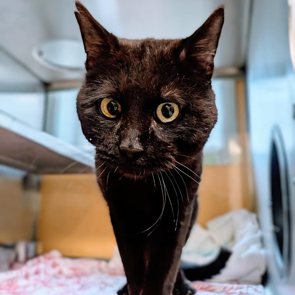 Enlarge Peppy, a Adoptable Domestic Short Hair in Huntsville, AR image 4/6