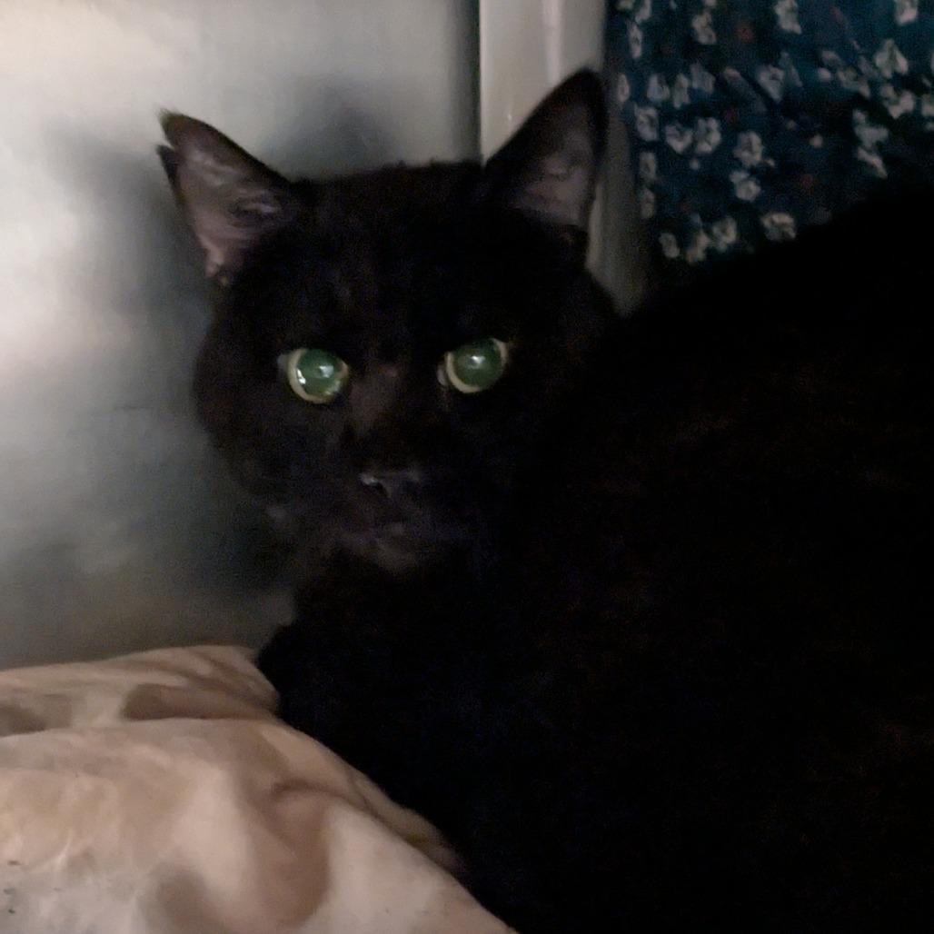 Enlarge Peppy, a Adoptable Domestic Short Hair in Huntsville, AR image 5/6