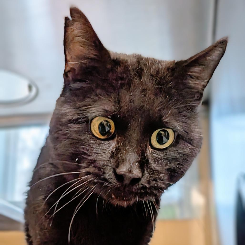 Enlarge Peppy, a Adoptable Domestic Short Hair in Huntsville, AR image 6/6