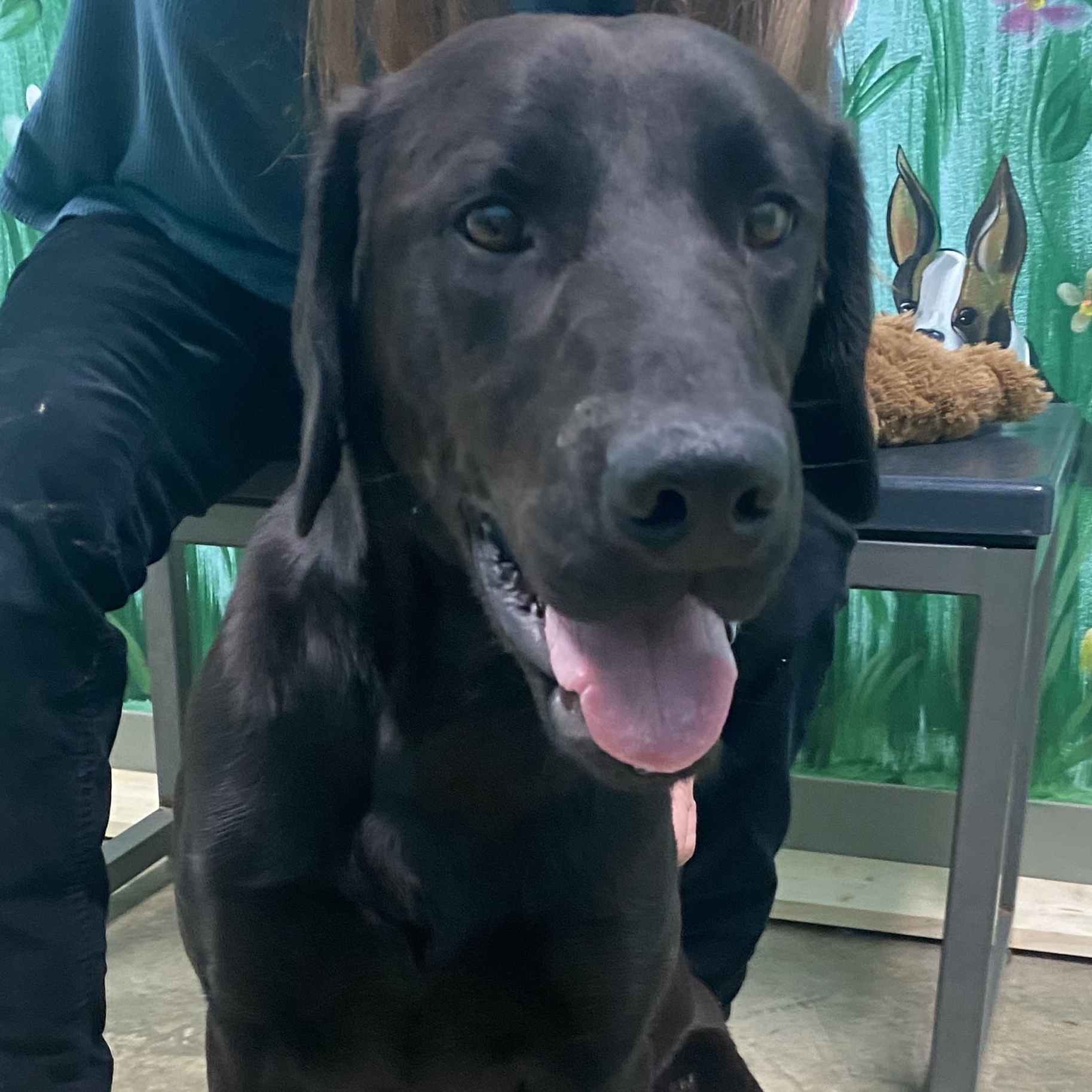 Enlarge Nina, a Adoptable Black Labrador Retriever in Godfrey, IL image 1/1