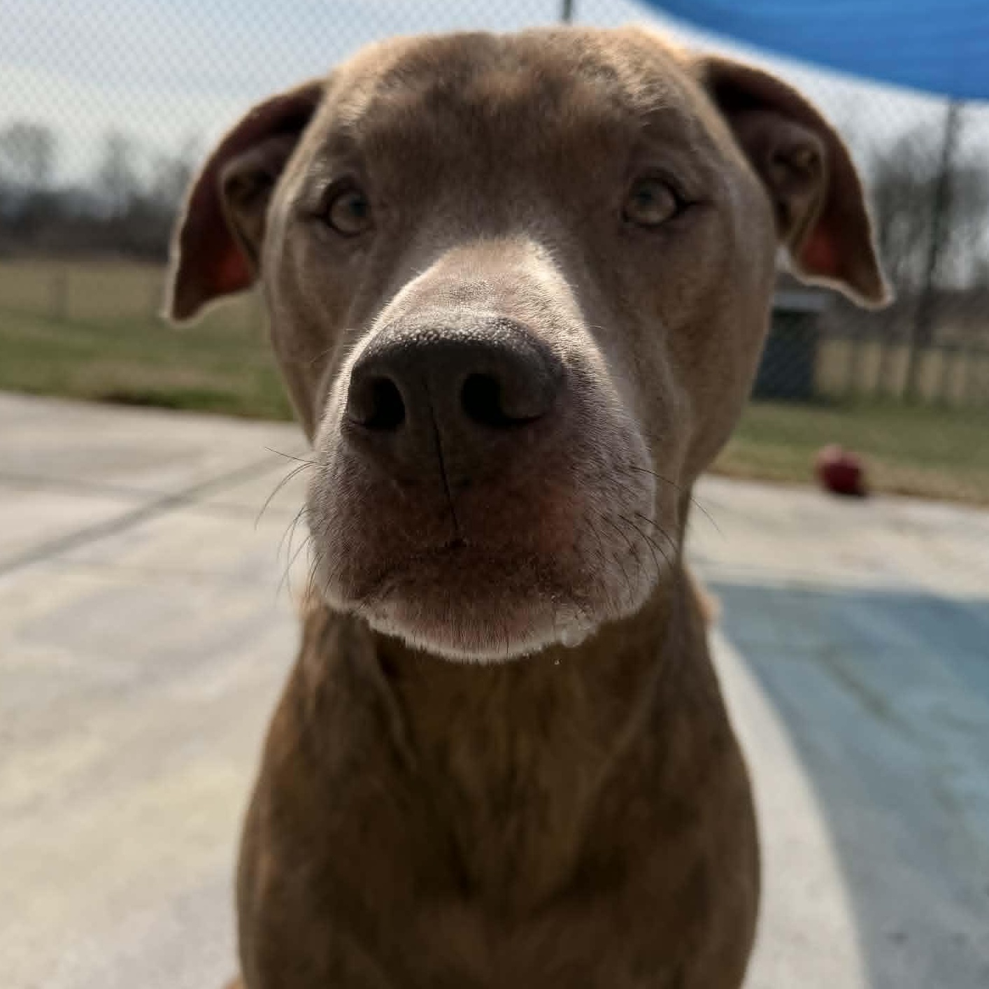 Blu, ADOPTABLE, Adult Male Chocolate Labrador Retriever.
