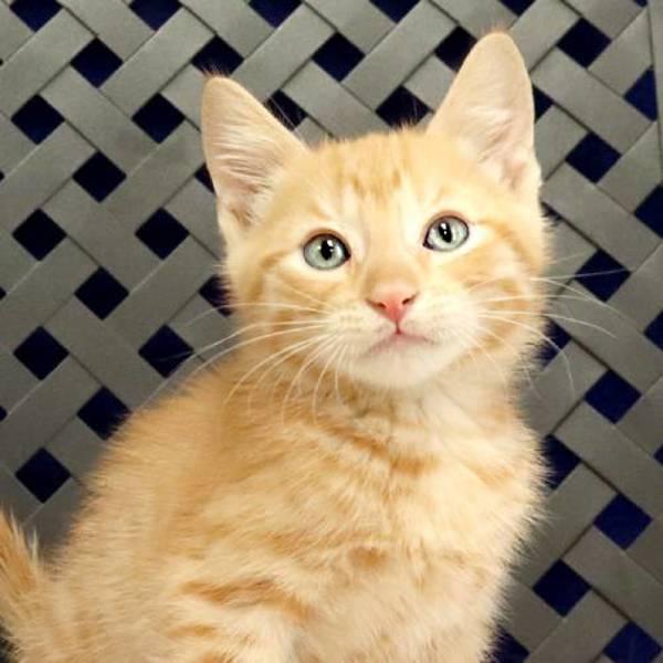 Enlarge Snuzzles, a Adoptable mixed breed in Fort Davis, TX image 1/1