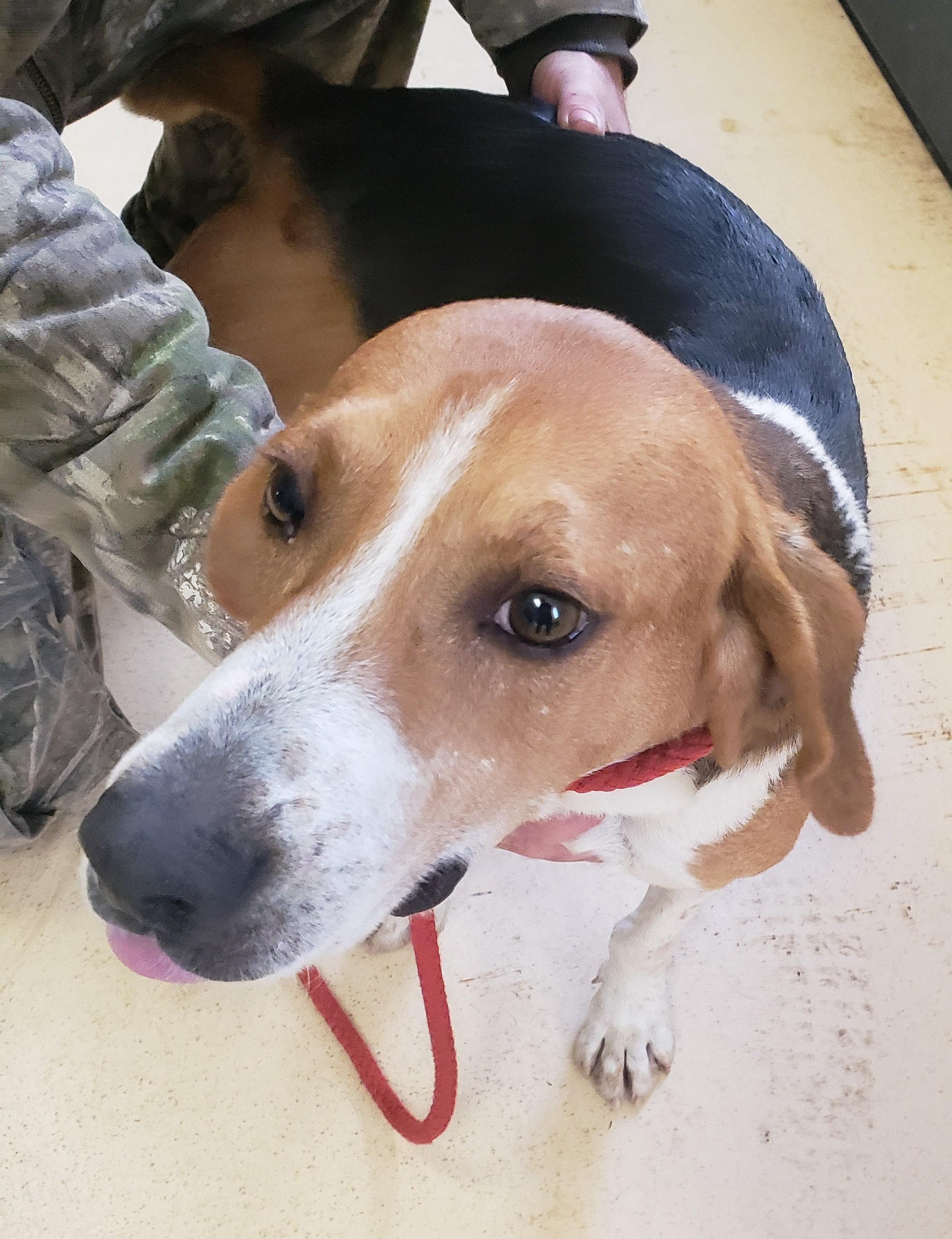 BENSON, Adoptable, Adult Male Hound.