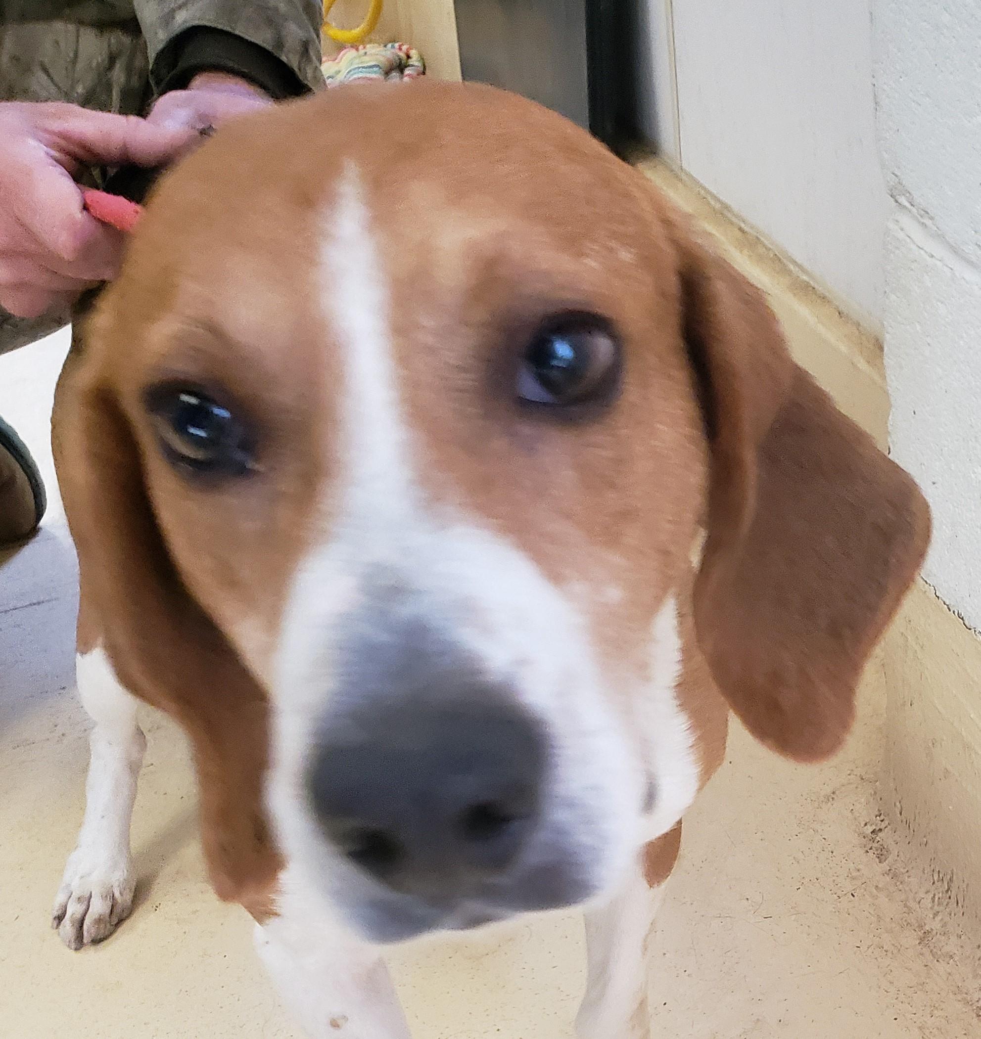 Enlarge BENSON, a Adoptable Hound in Tappahannock, VA image 2/2