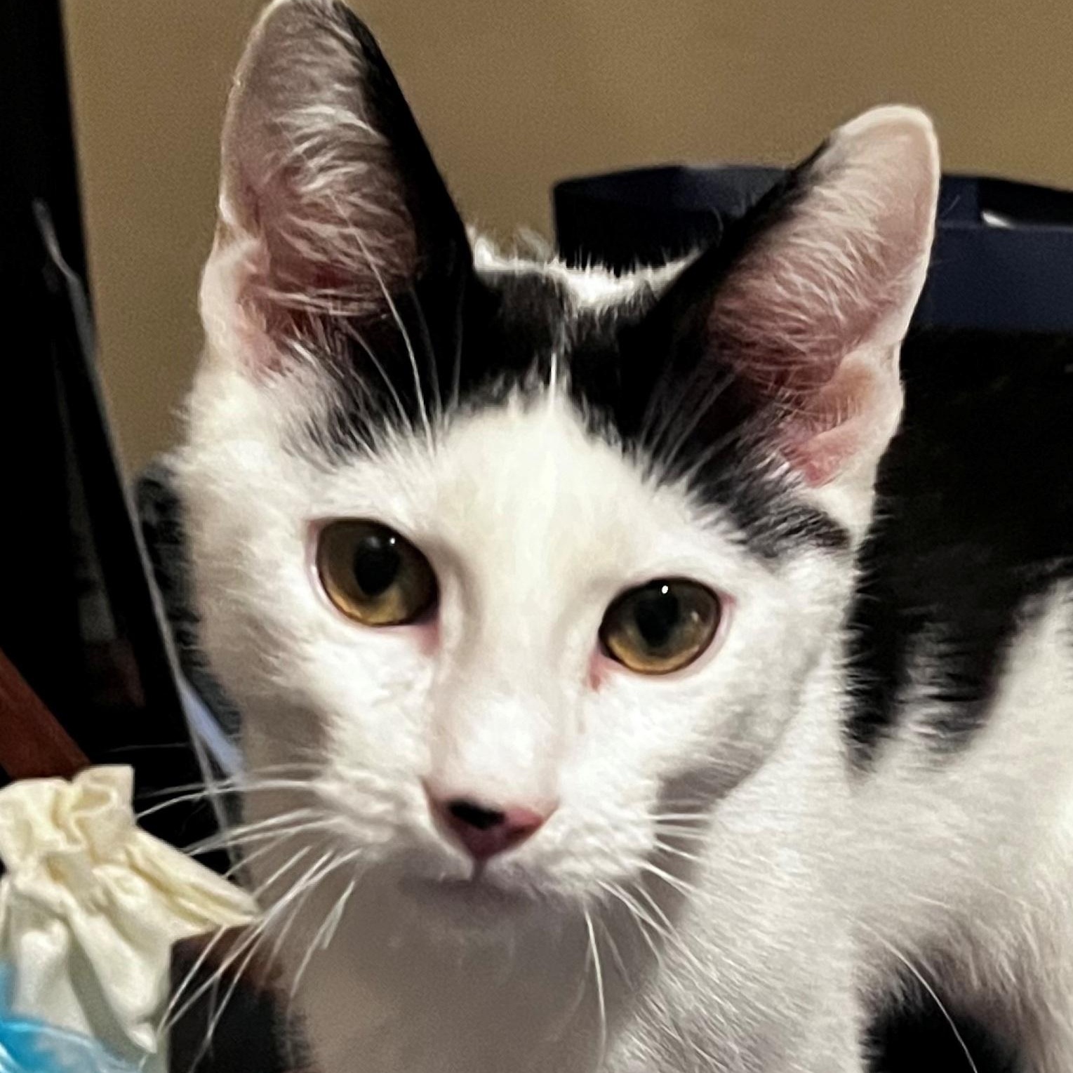 Enlarge Batman, a Adoptable Domestic Short Hair in San Diego, CA image 1/2