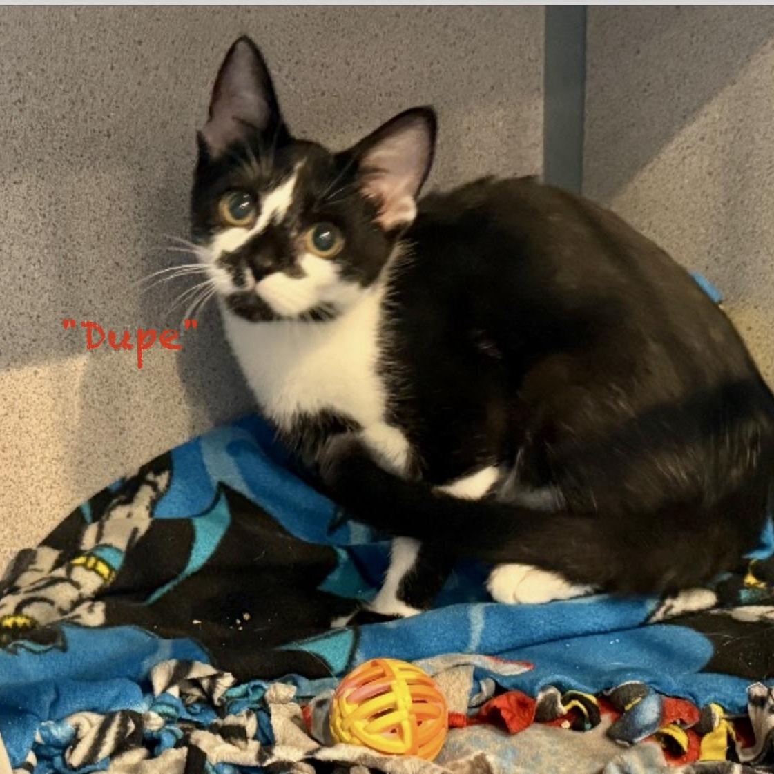 Duplicate "DUPE", Adopted, Young Male Domestic Short Hair.