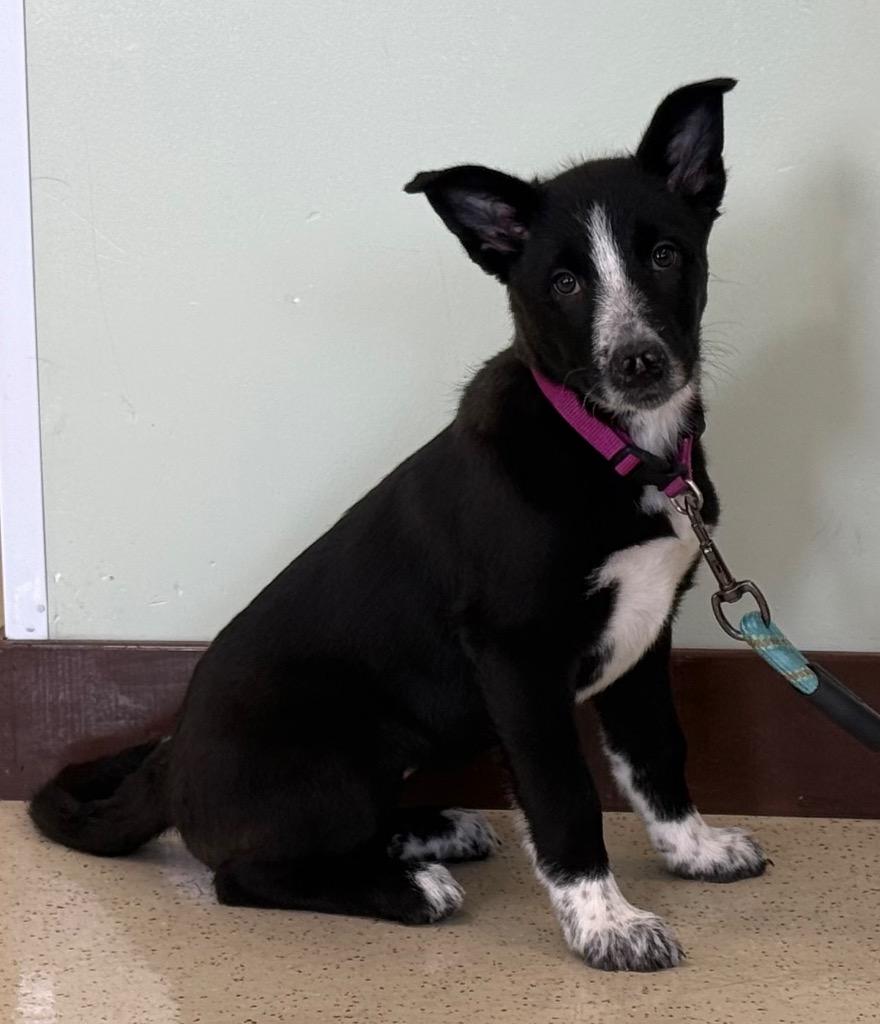 Enlarge Mona, a ADOPTABLE mixed breed in Amery, WI image 3/4