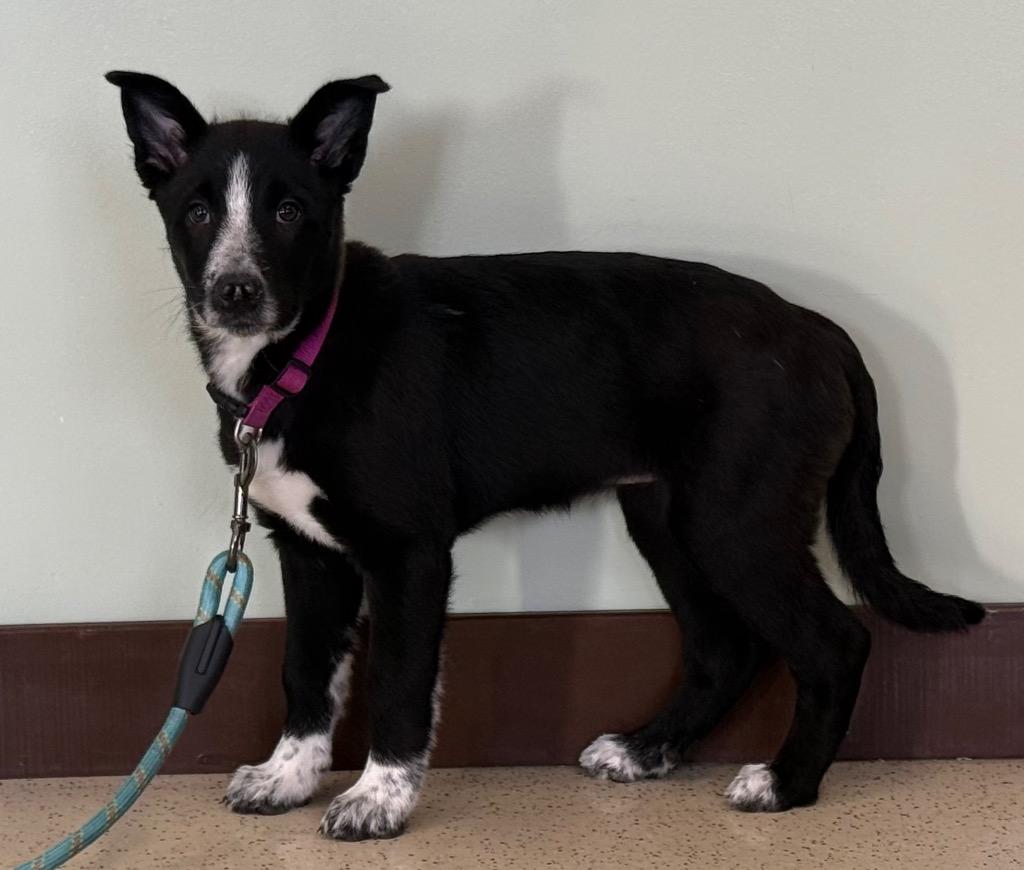 Enlarge Mona, a ADOPTABLE mixed breed in Amery, WI image 2/4